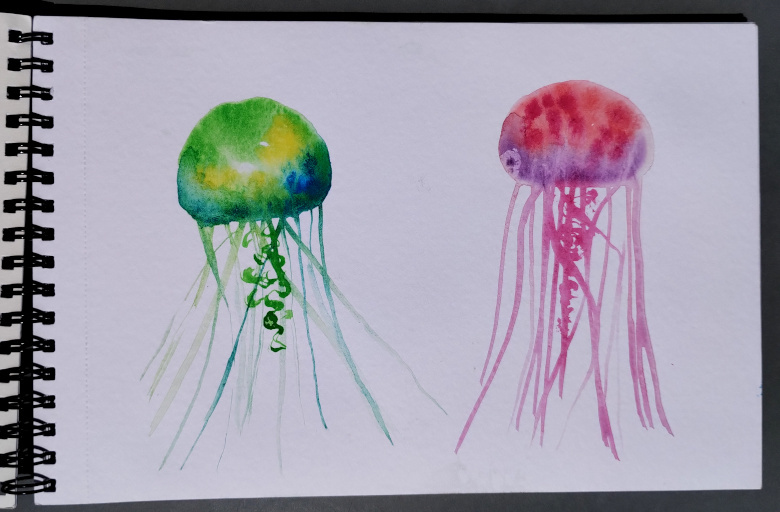 4- meduse